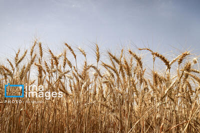  طرح مقایسه‌ای ارقام گندم در گناباد آغاز شد