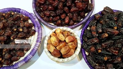  تولید ۲۱۰ هزار تن خرما در بوشهر/ بسته‌بندی ۴۵ هزار تن برای صادرات
