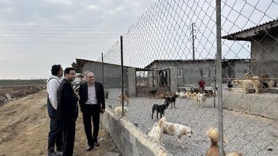  عقیم‌سازی سگ‌های بدون صاحب در مازندران کلید خورد