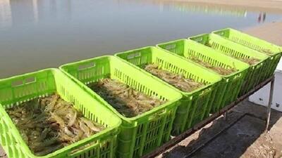  سرمایه گذاری بخش خصوصی برای پرورش میگو در سیستان و بلوچستان