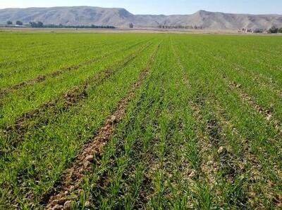  مدیر جهاد کشاورزی دهلران: کشت جو در دهلران از مرز ۲ هزار هکتار گذشت