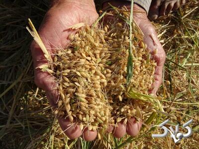  برق تولیدی در خوزستان مهمتر است یا برنج اصفهان؟ + ویدئو - مجله اینترنتی کولاک