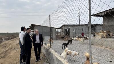  طرح جامع مدیریت سگ‌های بلاصاحب در مازندران کلید خورد