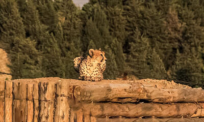  چرا انتظار داشتیم حفاظت از «یوزپلنگ آسیایی» موفق شود؟