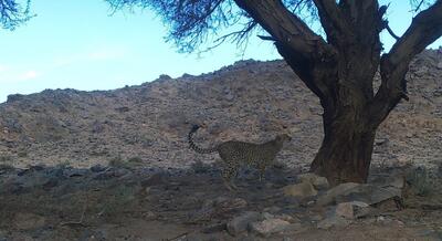  پایش و احیای زیستگاه یوز با تزریق نیرو و امکانات