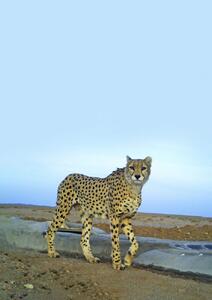  با هم یوز را نجات دهیم