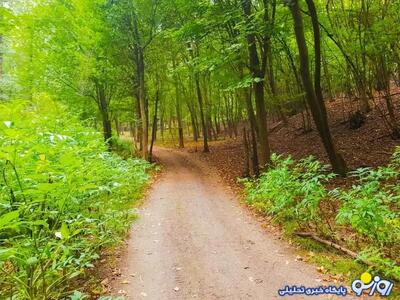  جنگل‌هایی که از دست رفتند!