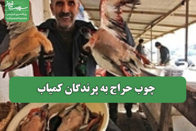  چوب حراج به پرندگان کمیاب