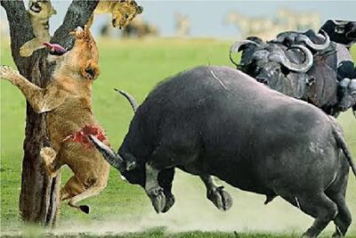  مستند حیات وحش؛ بوفالو وحشی شیر رو چسبوند سینه درخت