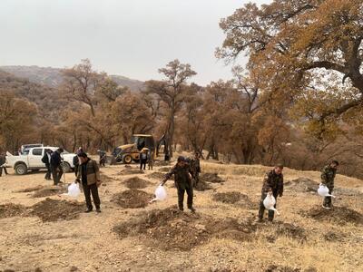  پویش نهال‌کاری هفته بسیج در کهگیلویه و بویراحمد / تولید ۸۰۰ هزار نهال در کهگیلویه و بویراحمد