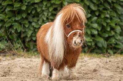  کوچکترین اسب دنیا+ عکس