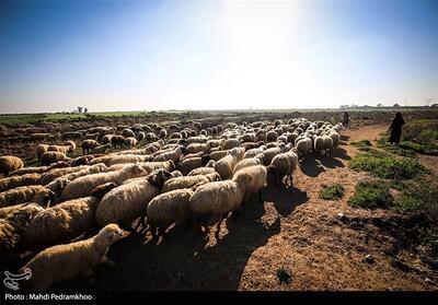  شناسایی 44 کانون بیماری تب برفکی در کردستان/دام‌ها تلف شدند - تسنیم