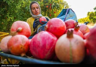  ثبت رویداد جشنواره انار جوشقان در تقویم ملی رویدادهای گردشگری کشور - تسنیم