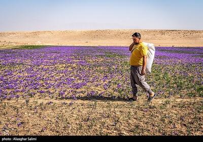  تیرخلاص خشکسالی به مزارع زعفران تایباد/تولید امسال به 21 تن رسید - تسنیم