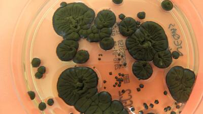  استفاده از قارچ سیاه چرنوبیل برای محافظت فضانوردان در برابر تشعشع