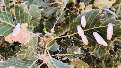  هجوم برگ‌خوار‌ها به ۲۳۰ هزار هکتار از جنگل‌های لرستان