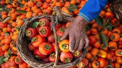  برگزاری نخستین جشنواره برداشت خرمالو در حیاط باغ‌های قدیمی نهاوند + فیلم