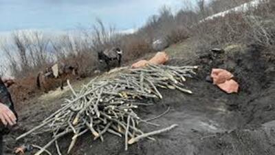  روایت تلخ قطع درختان و کوره‌های زغال سازی در جنگل + فیلم