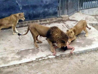  حادثه وحشتناک در باغ‌وحش برزیل