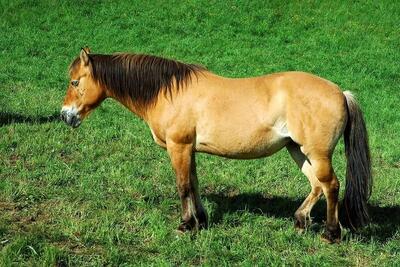  دلیل ایستاده خوابیدن اسب ها چیست؟!