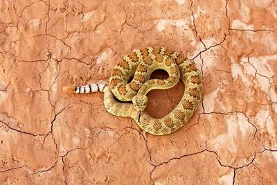  فردی یک مار را به طور کامل خورد!