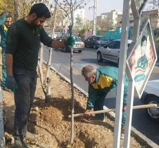  آغاز طرح جایگزینی درختان آلرژی‌زا در بلوار مطهری؛ فاز اول با کاشت۸۷ اصله درخت بومی اجرا شد