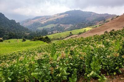  صادرات ۸ میلیون دلاری توتون در سال جاری / خام فروشی توتون ممنوع شد