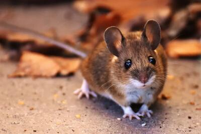  تعبیر خواب موش | دیدن موش در خواب چه معنایی دارد؟