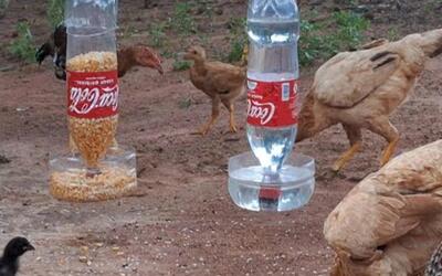  نحوه ساخت دانخوری و آبخوری پرندگان با بطری پلاستیکی