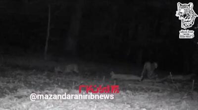  4 پلنگ ایرانی در سوادکوه مازندران + فیلم