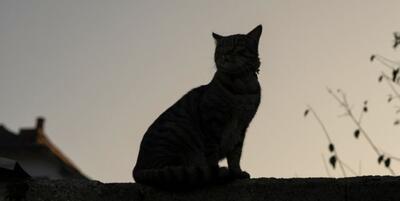  گربه‌ای با رنگ جدید که قوانین ژنتیک را نقض می‌کند - گیمفا