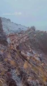  قره درۀ چالدران آذربایجان‌غربی سفیدپوش شد + فیلم