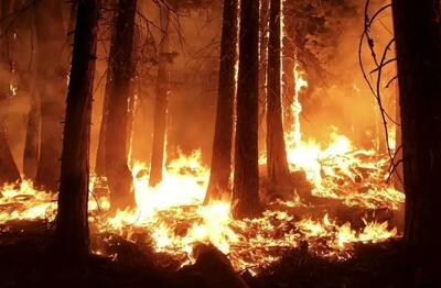  در استان مازندران حتی یک پایگاه اطفای حریق وجود ندارد!/ ضرورت ایجاد تشکیلات رسمی برای مقابله با آتش‌سوزی‌های جنگلی