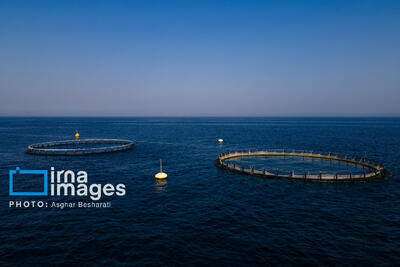  رشد ۳۰ درصدی تولیدات شیلاتی/ تکمیل زنجیره ارزش در دستور کار است