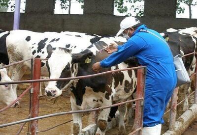  کاهش ۲.۵ درصد تولید شیرخام در پی بیماری تب برفکی/۸ میلیون دز واکسن وارد شد