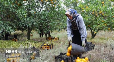  برداشت پرتقال در گلستان | جهان نیوز