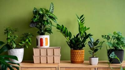  ۱۴ گیاه خانگی برای تصفیه هوای منزل و اتاق خواب
