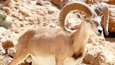  فیلم لحظه زیبای نوشیدن آب توسط قوچ کرمانی