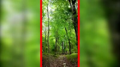  فیلم جنگل دیدنی زیولا در شیرگاه مازندران
