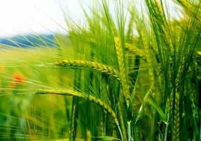  بارندگی پایان آذر سرنوشت ۷۰ هزار هکتار کشت دیم در خراسان رضوی را تعیین می‌کند