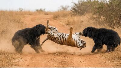  مستند حیات وحش؛ دوتا خرس خواهر فیتیله ببر رو پیچوندن