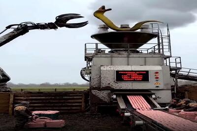  فرآوری مار؛ از تولید به مصرف مار رو با مهره میندازن تو دستگاه سوسیس شلنگی تحویل میده