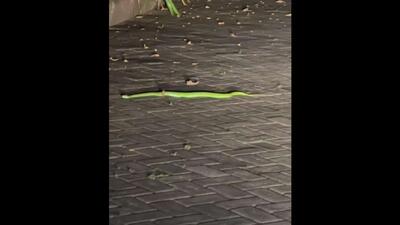  گربه خانگی در بالی جان صاحبانش را از یک مار سمی نجات داد