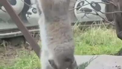  تیموفی برای خودش یک سرگرمی جدید پیدا کرده است