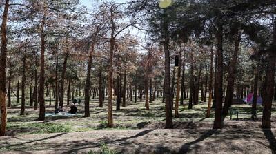  رنجش گردشگران بوستان جنگلی چیتگر از خشکسالی درختان