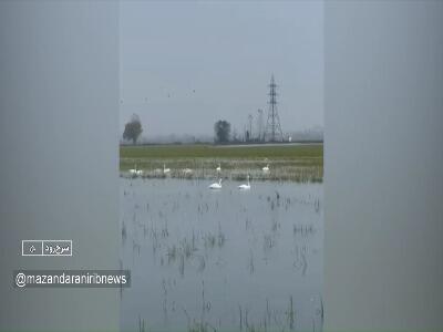  آغاز گردشگری زمستانه قو‌ها در مازندران