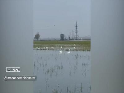  آغاز گردشگری زمستانه قو‌ها در مازندران