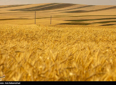  نان لرستان در محاصره خشکسالی