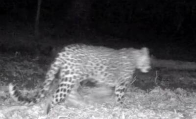  حضور همزمان چهار پلنگ ایرانی در سوادکوه مازندران