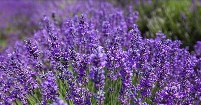  سطح زیر کشت گیاهان دارویی در ایلام ۲۶۰ هکتار است